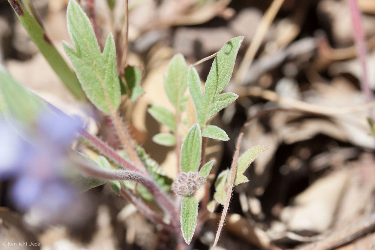 Phacelia breweri leaf