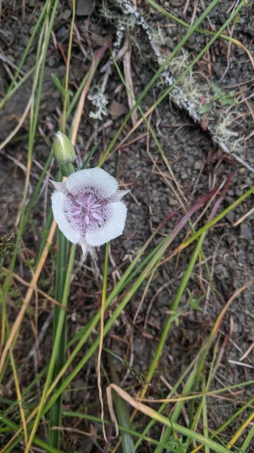 Calochortus tolmiei flower
