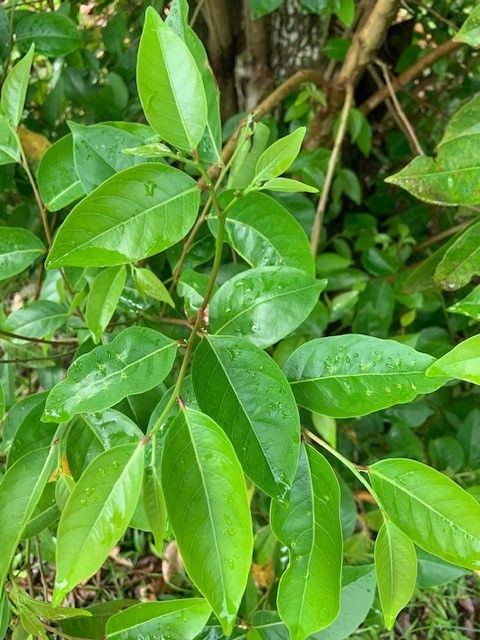 Glochidion ramiflorum — houseplant care guide