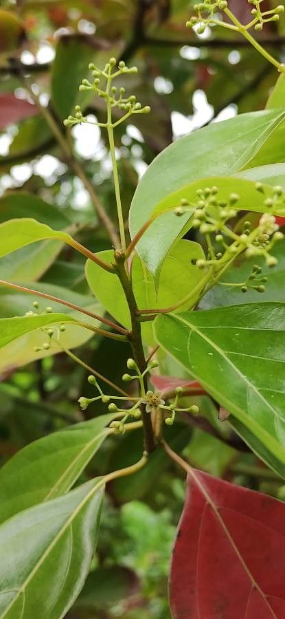 Cinnamomum glanduliferum flower