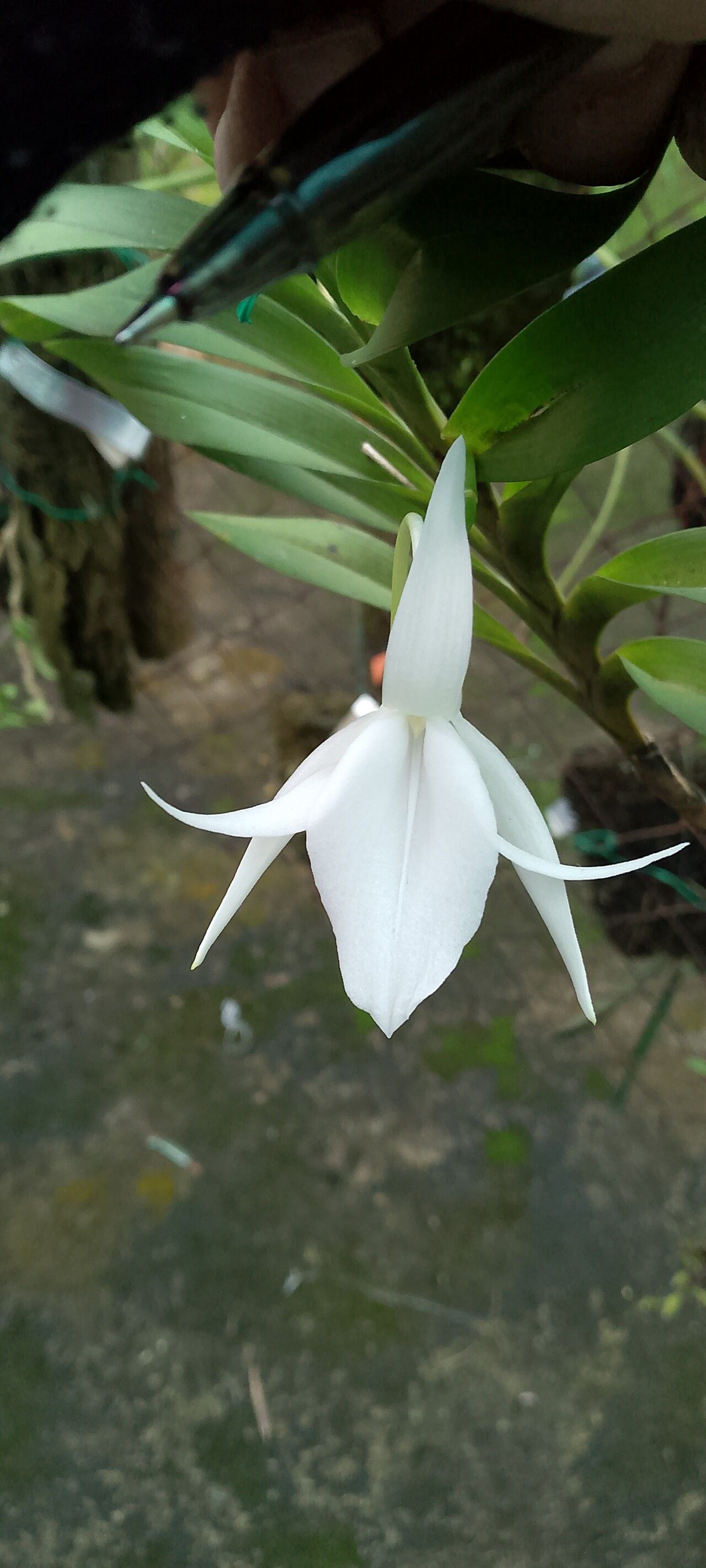 Jumellea lignosa — houseplant care guide