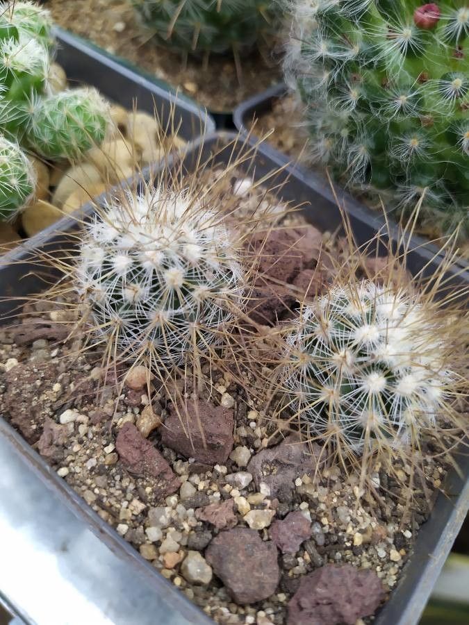 Mammillaria rekoi leaf