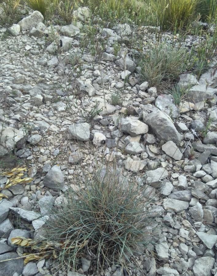 Festuca occitanica habit