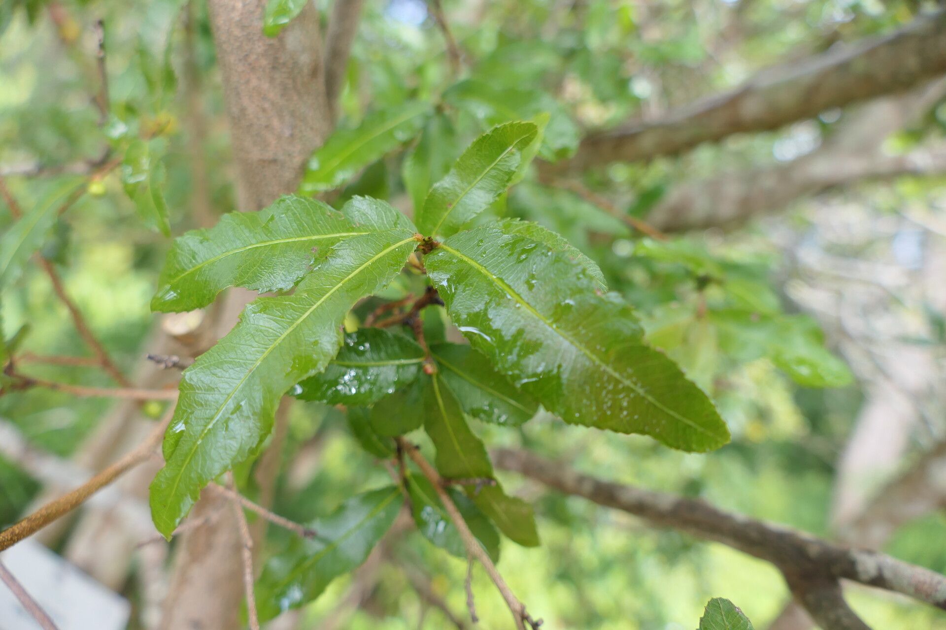 Ochna gamostigmata — houseplant care guide