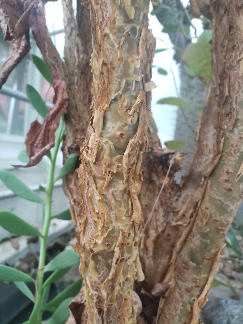 Commiphora capuronii bark