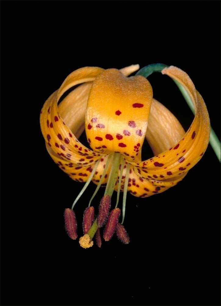 Lilium kelleyanum flower