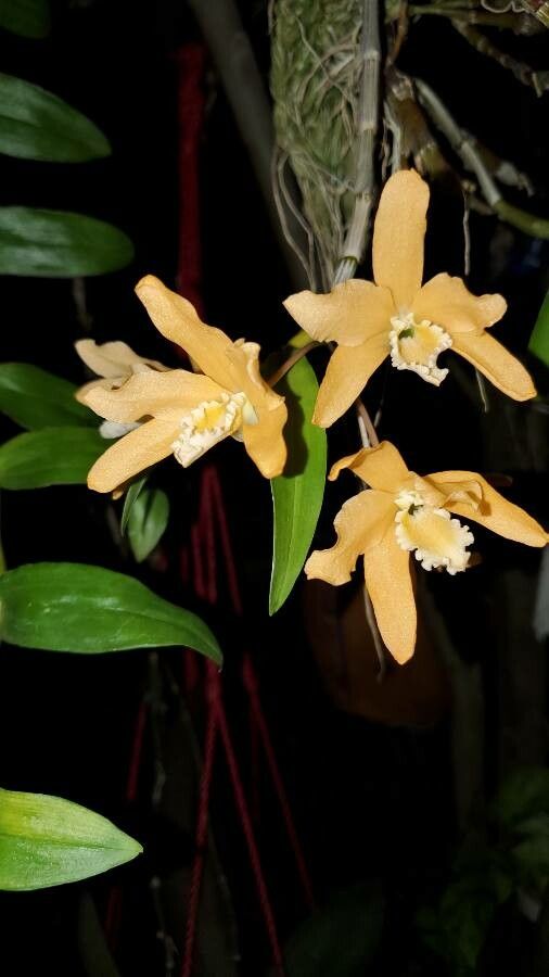 Dendrobium crassifolium flower