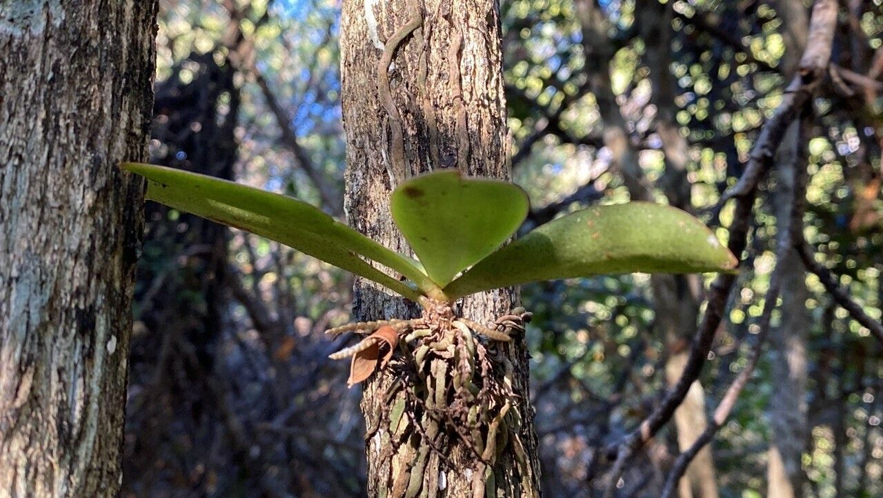 Aerangis divitiflora — search result for 'Aerangis'