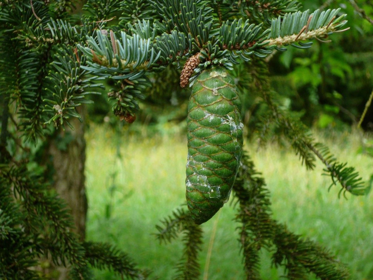 Picea koyamai habit