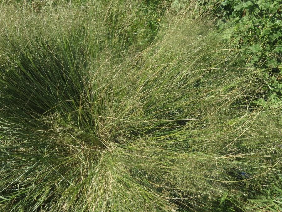 Sporobolus airoides habit