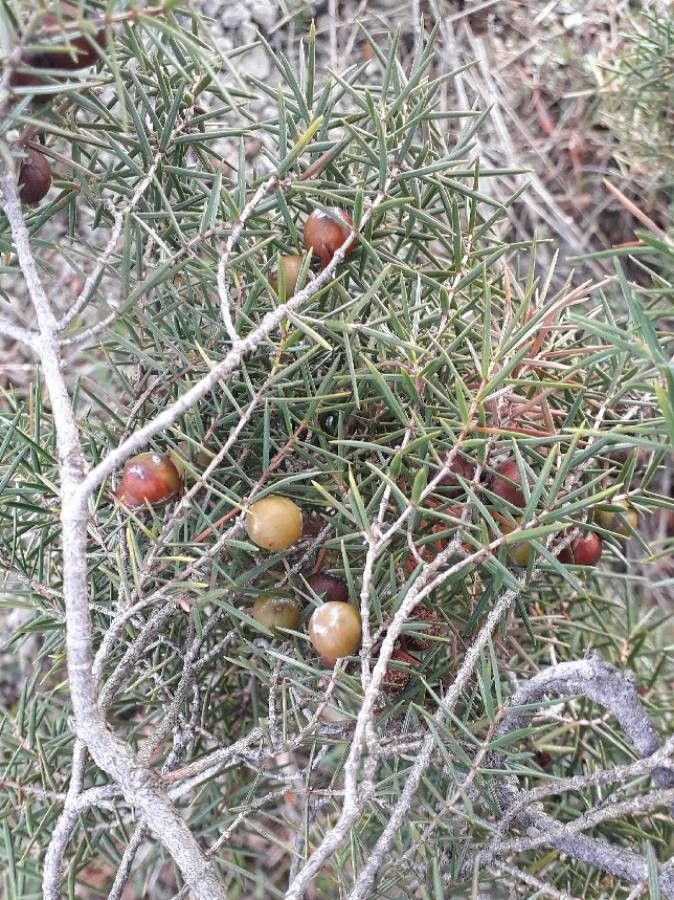 Juniperus oxycedrus fruit