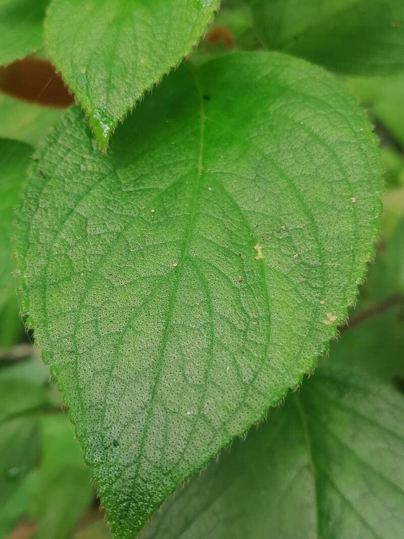 Kohleria tubiflora leaf
