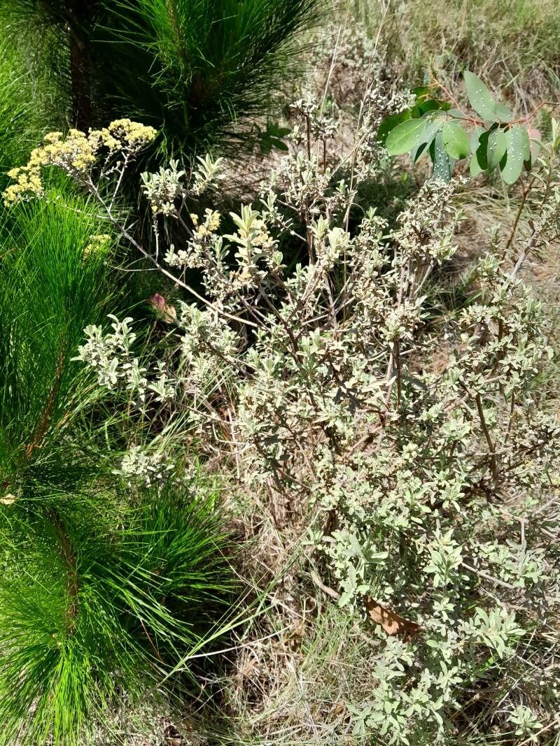 Helichrysum benthamii habit
