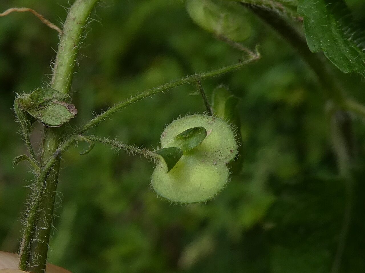 Veronica montana fruit
