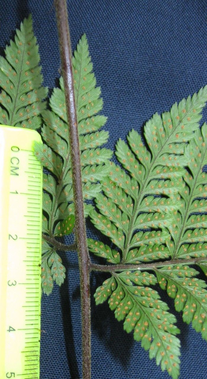 Parapolystichum excultum other