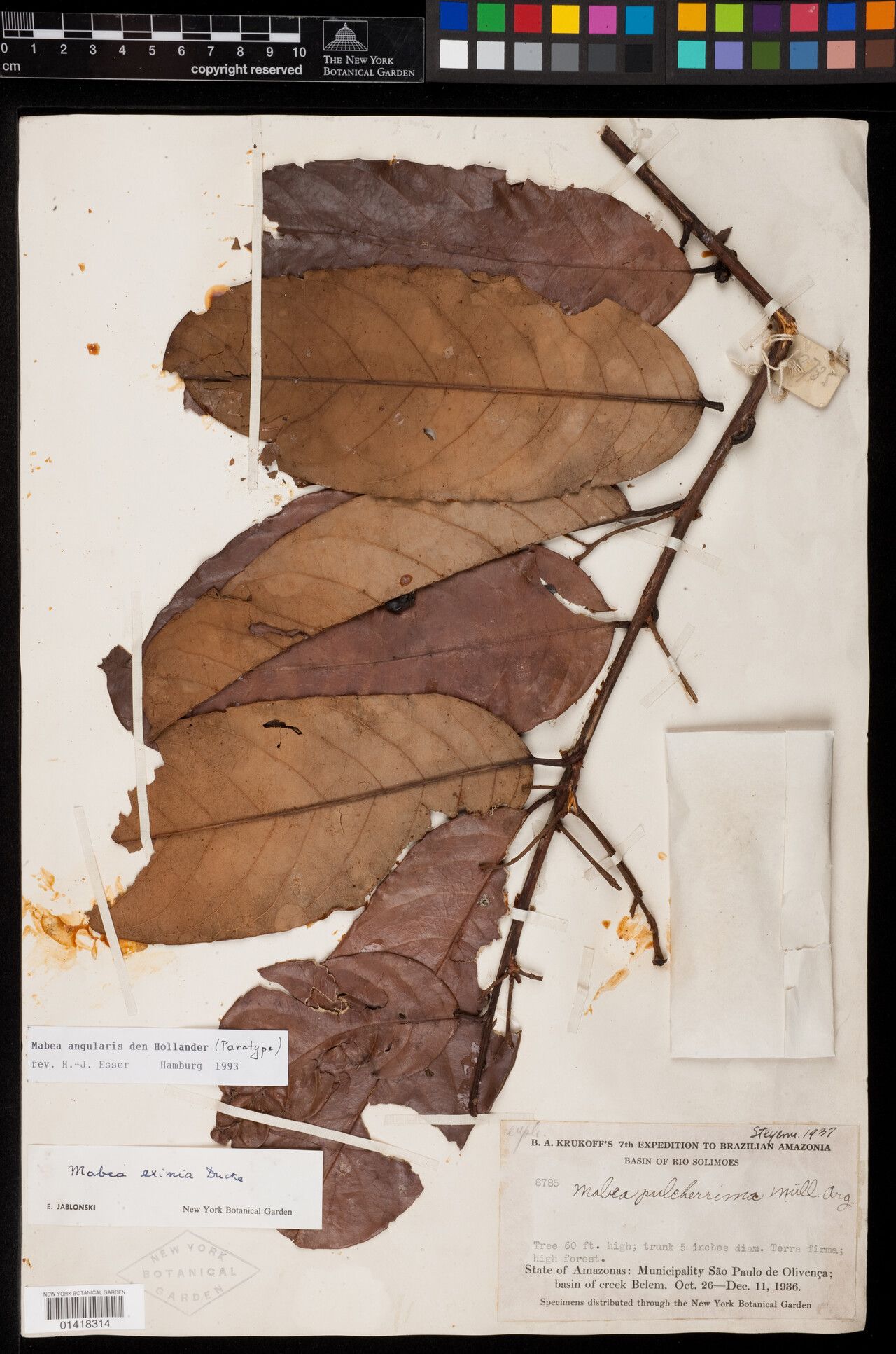 Mabea angularis leaf