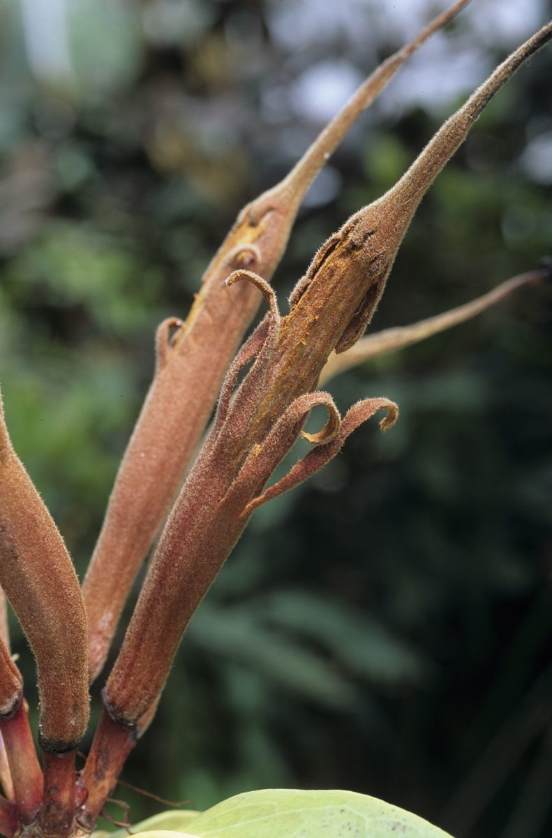 Rhododendron leucogigas bark