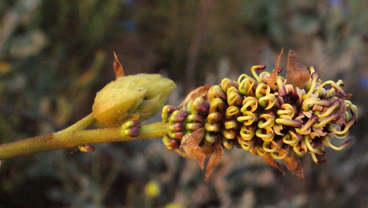 Grevillea eryngioides flower