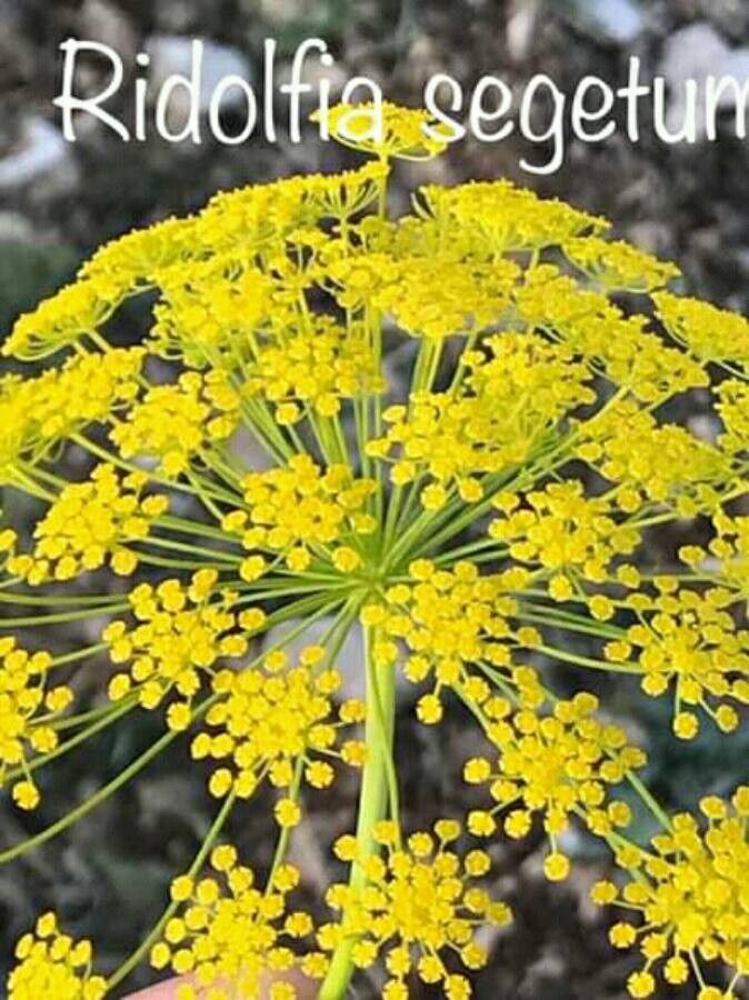 Ridolfia segetum flower