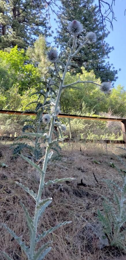 Phacelia heterophylla bark