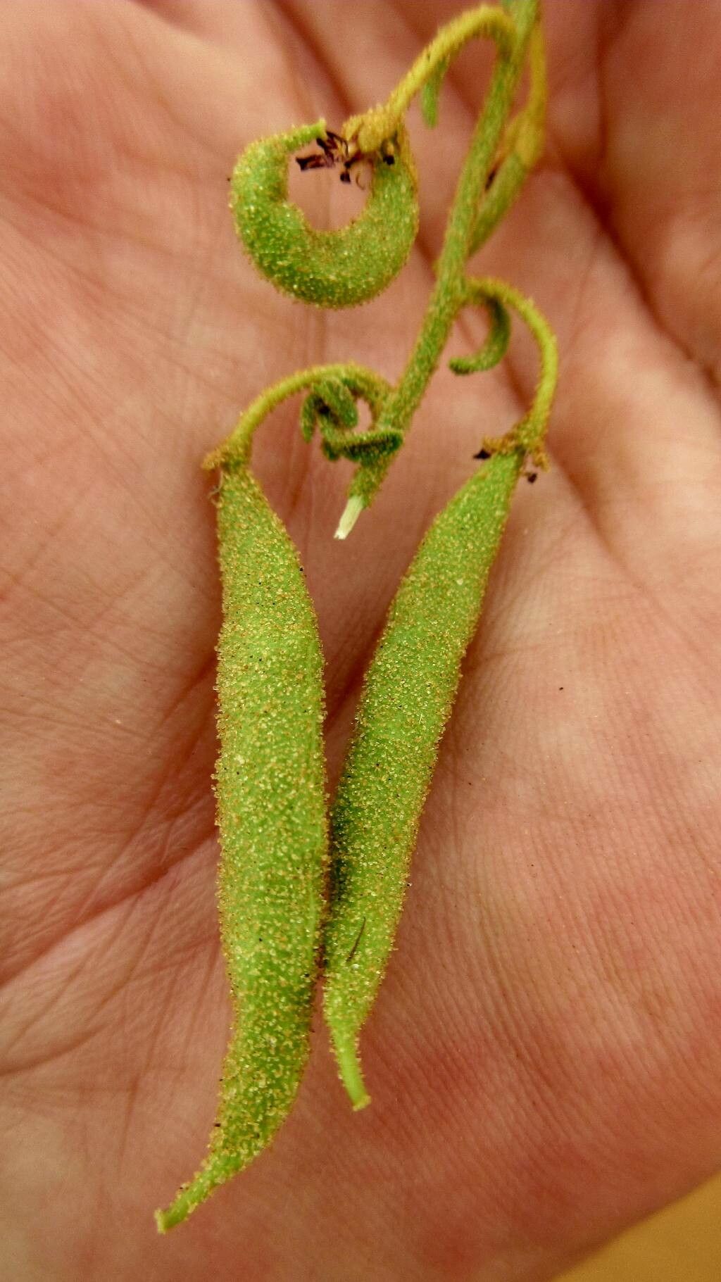 Cleome amblyocarpa fruit