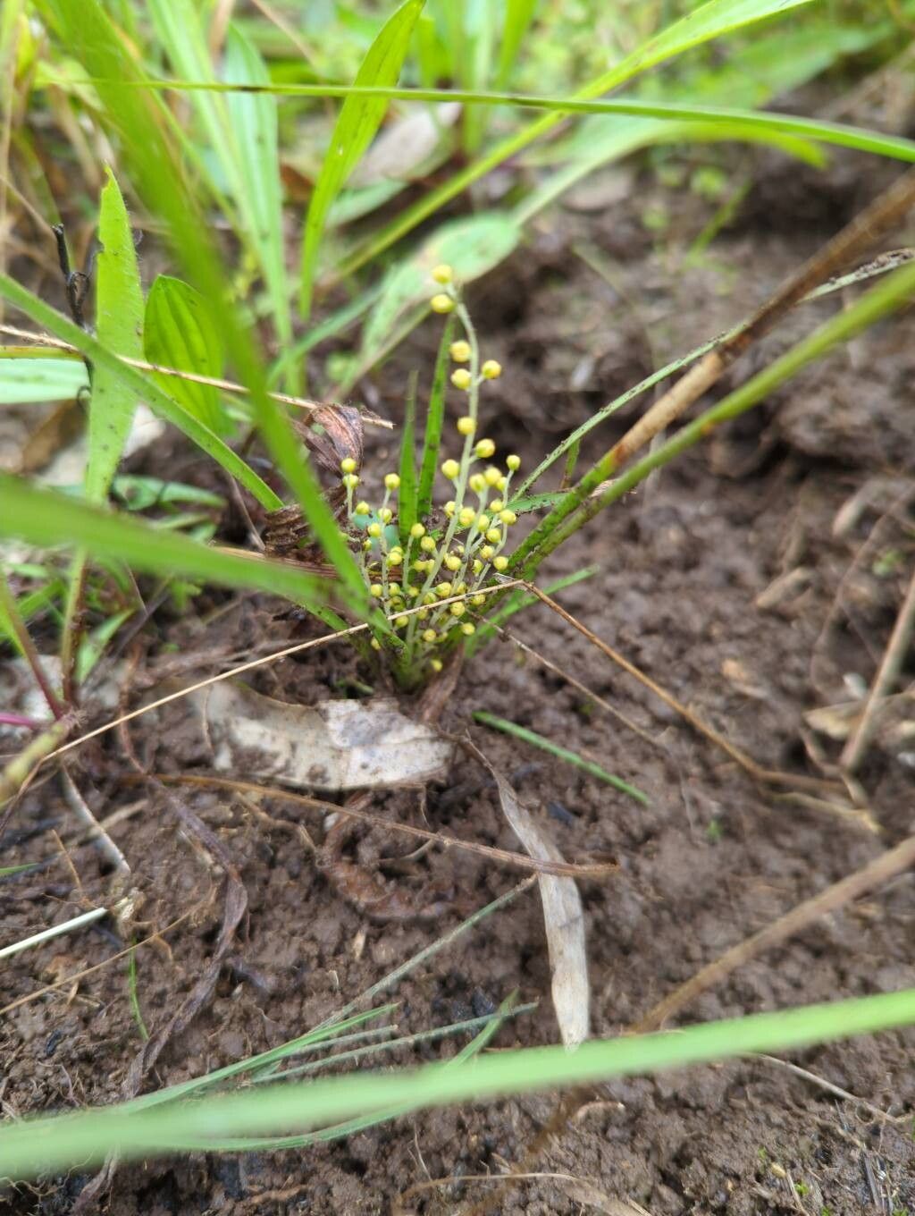 Lomandra filiformis flower
