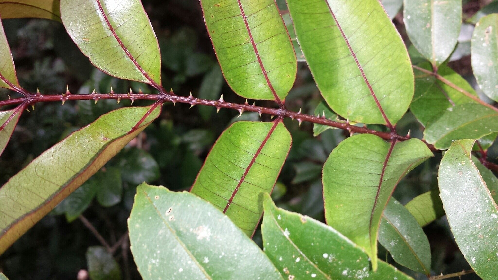 Zanthoxylum thouvenotii — houseplant care guide