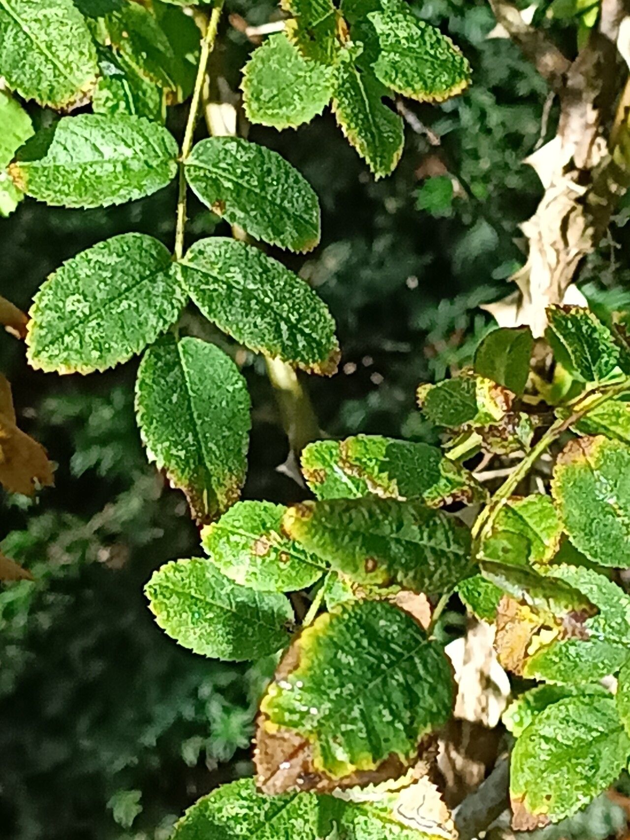 Rosa setipoda — houseplant care guide