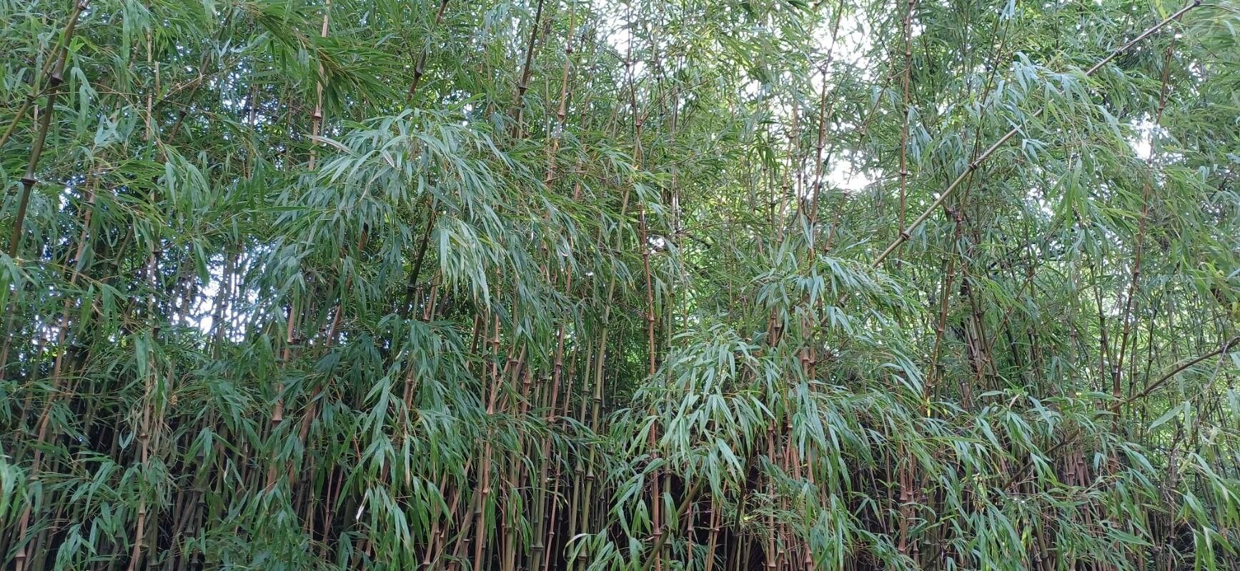 Chimonobambusa tumidissinoda habit
