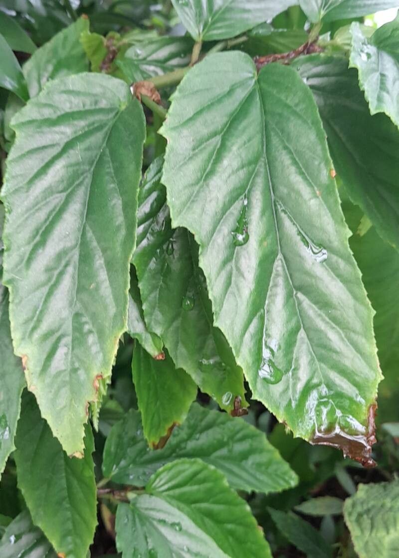 Begonia fuscocaulis — houseplant care guide