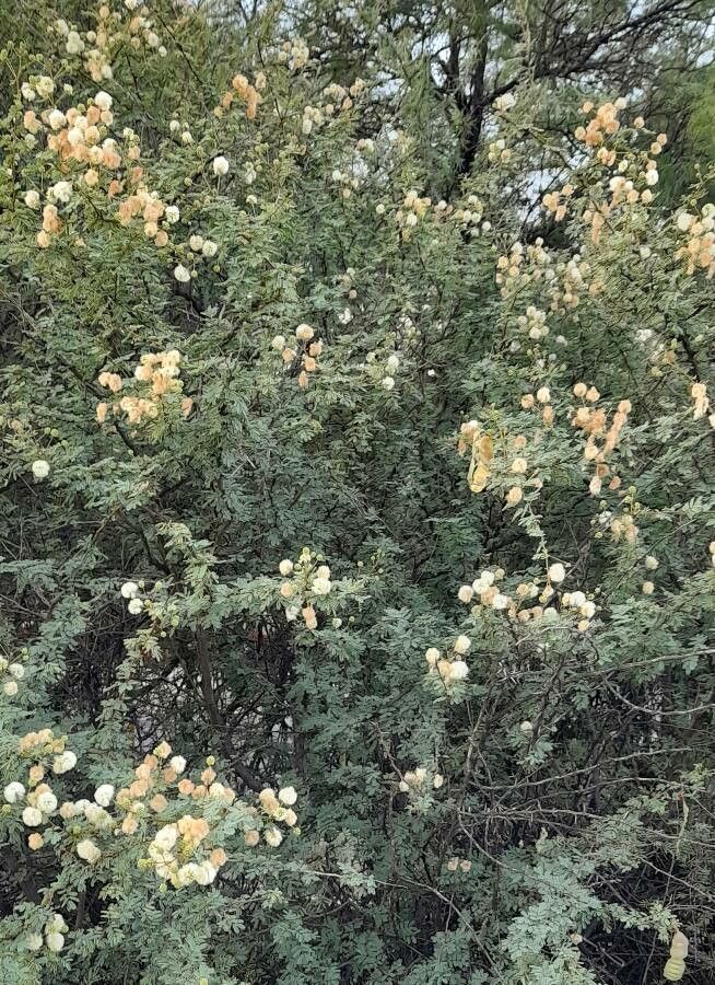 Senegalia praecox habit