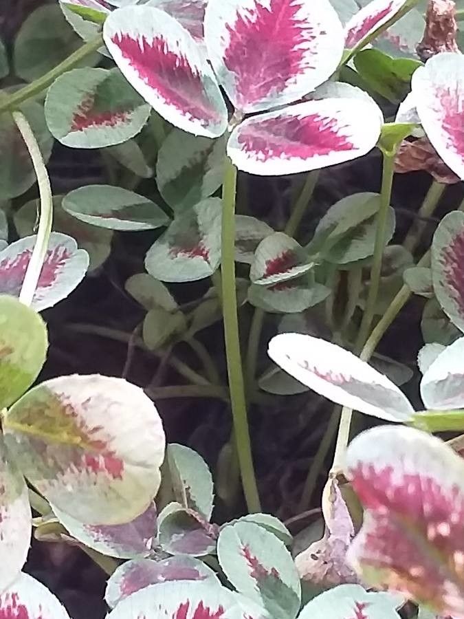 Oxalis purpurea bark