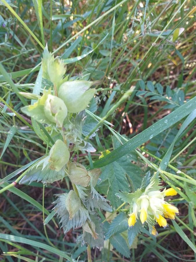 Rhinanthus alectorolophus fruit