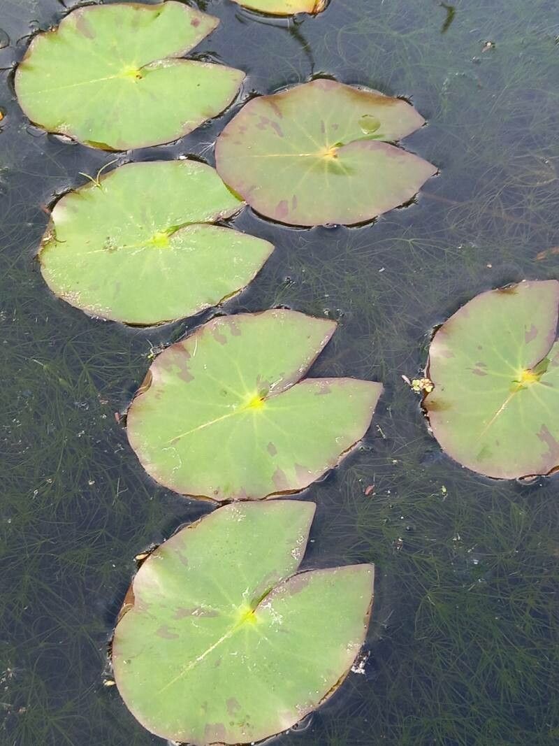 Nymphaea tetragona — search result for 'Nymphaea'