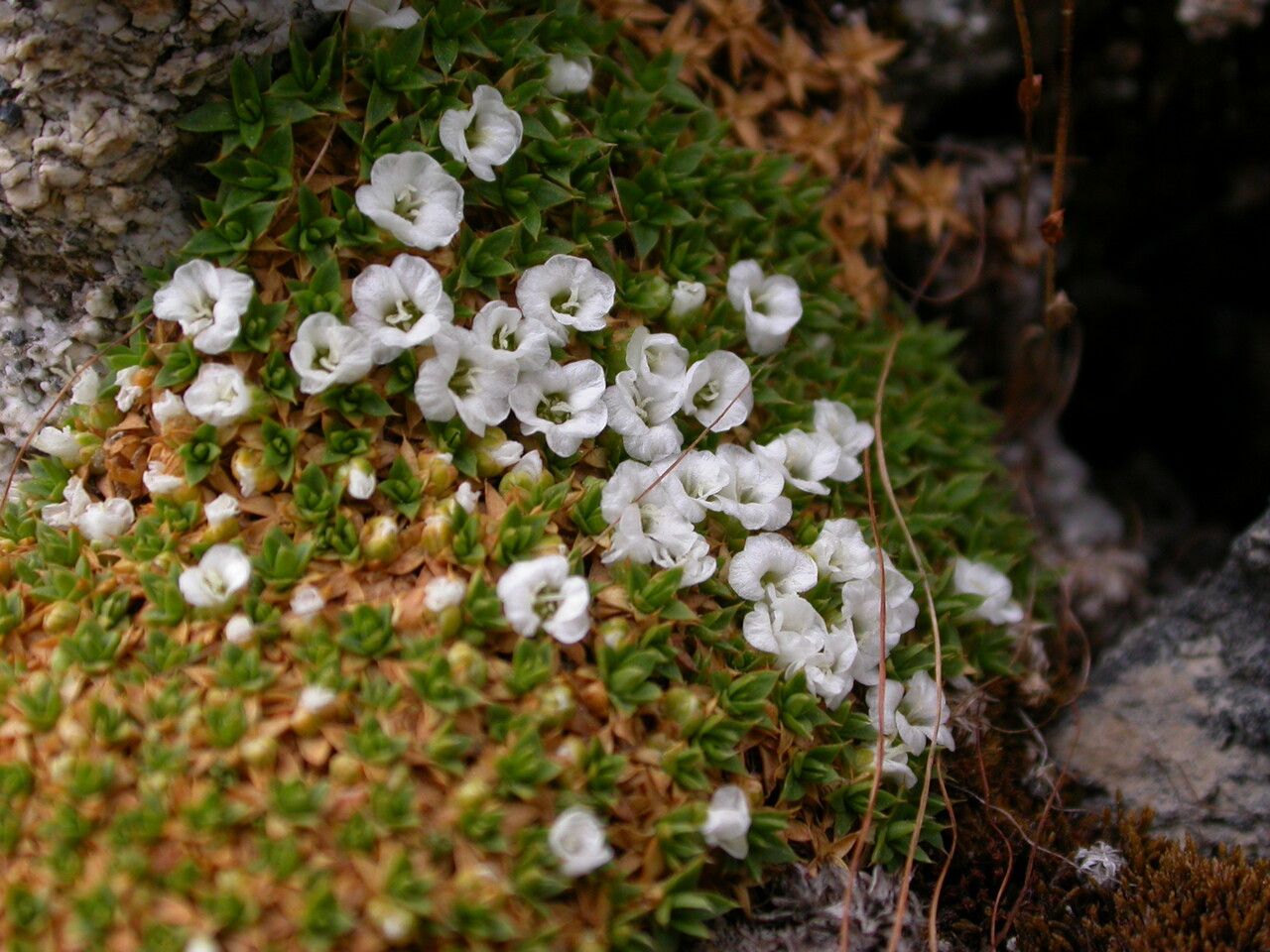 Arenaria polytrichoides habit