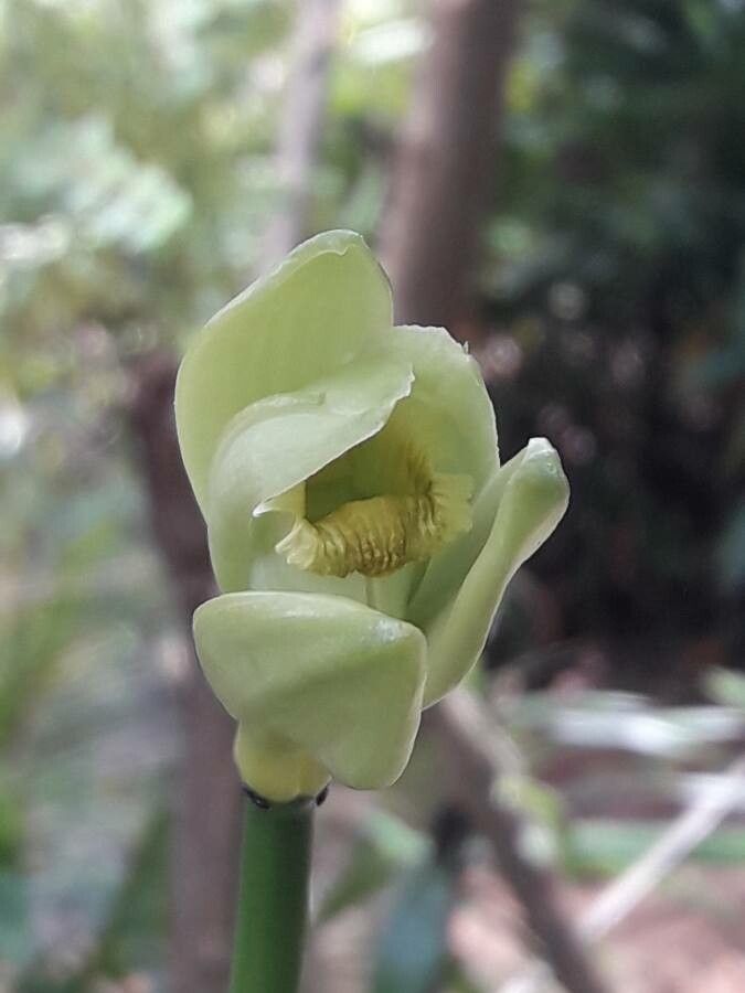 Vanilla planifolia flower