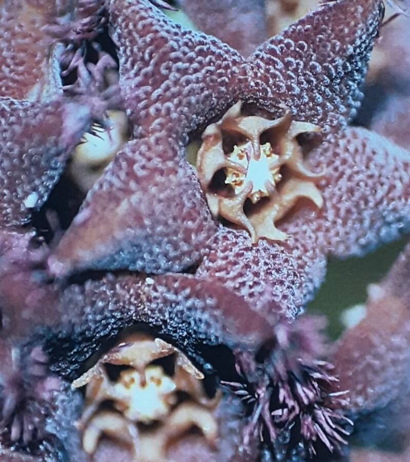 Desmidorchis edithae — related species from the same genus