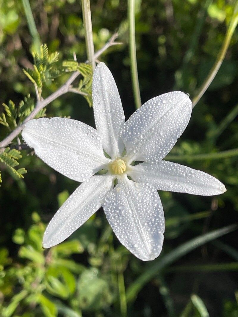 Milla biflora flower