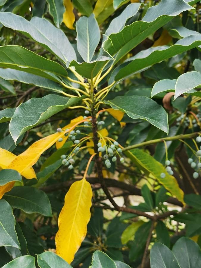 Daphniphyllum macropodum fruit