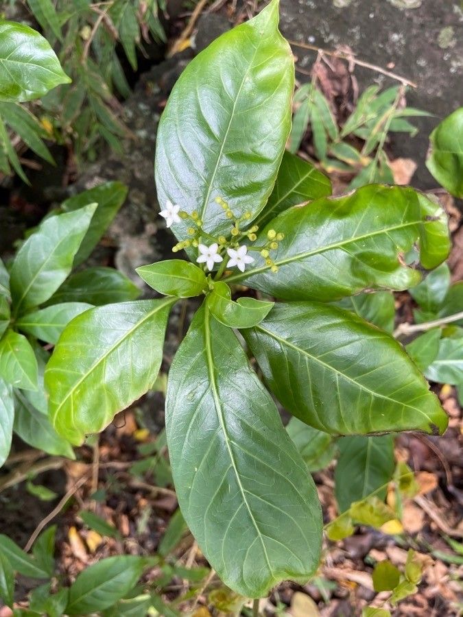 Rauvolfia viridis — search result for 'Thailand'