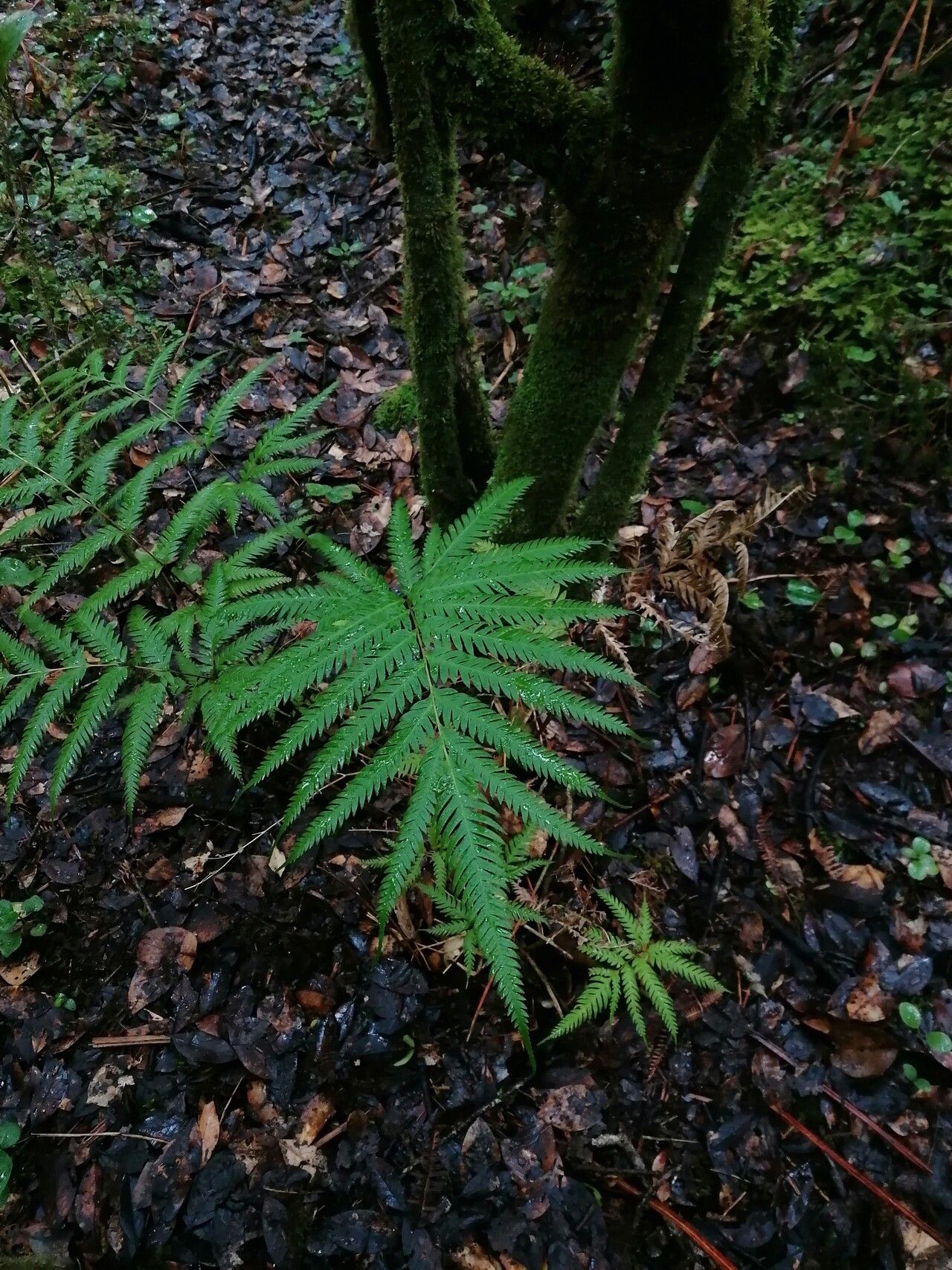 Thelypteris prolixa — search result for 'Thelypteris'