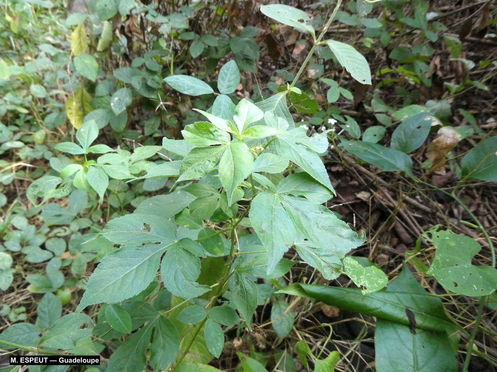 Astraea surinamensis habit