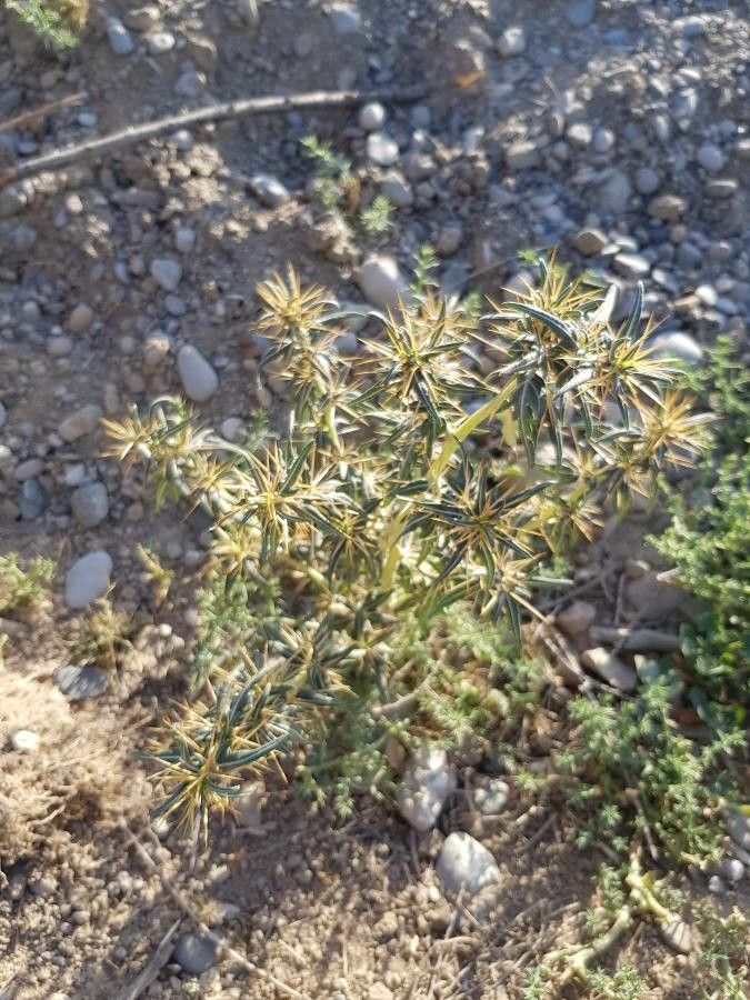 Xanthium catharticum — related species from the same genus