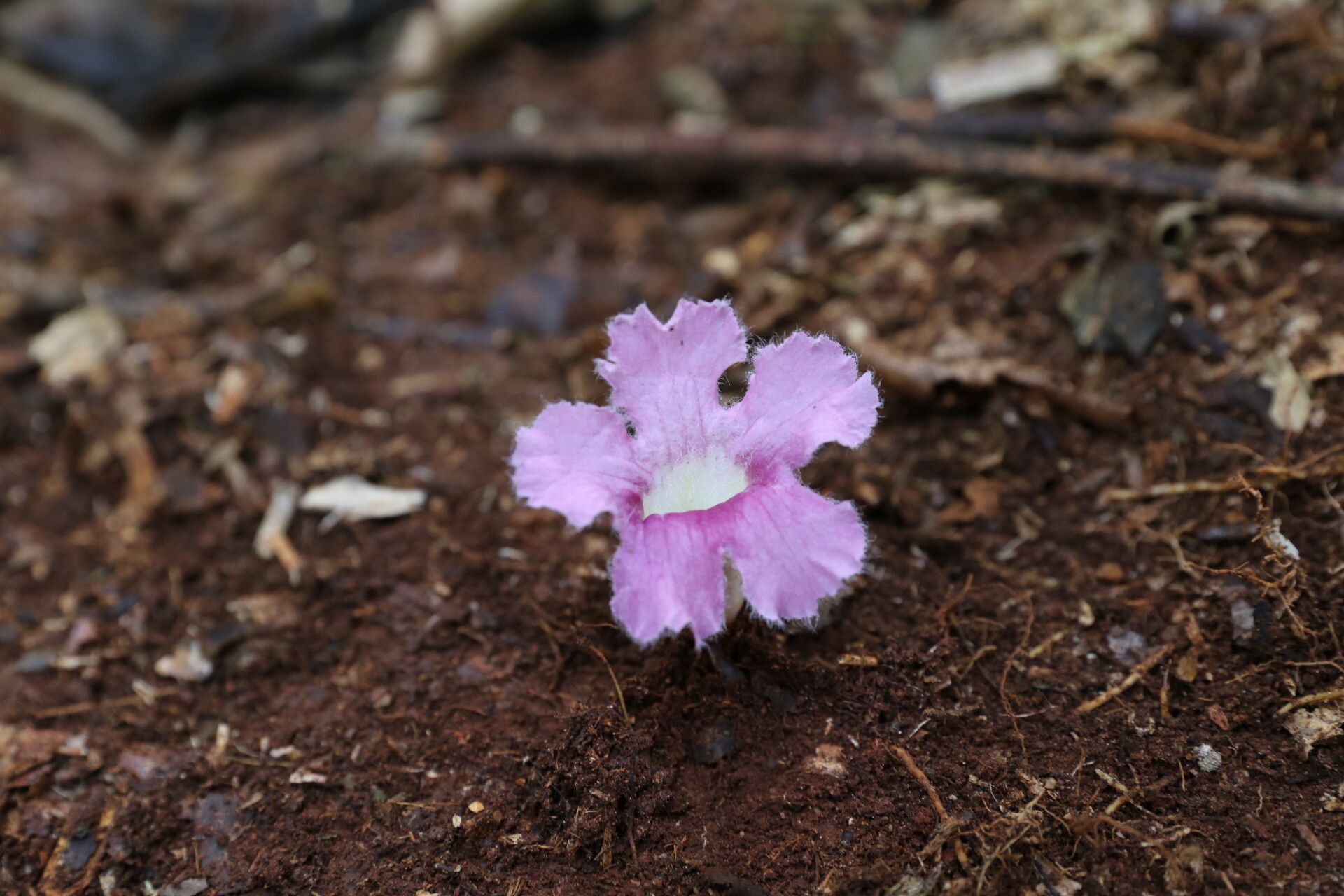 Stereospermum acuminatissimum flower
