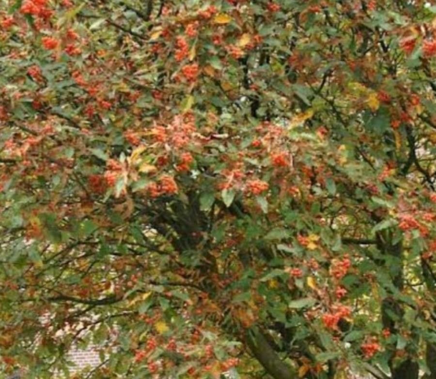 Sorbus × thuringiaca fruit