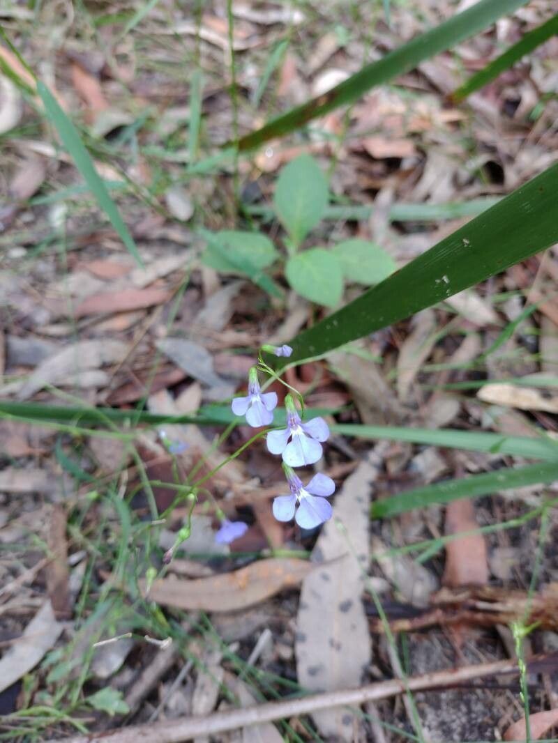 Lobelia andrewsii habit