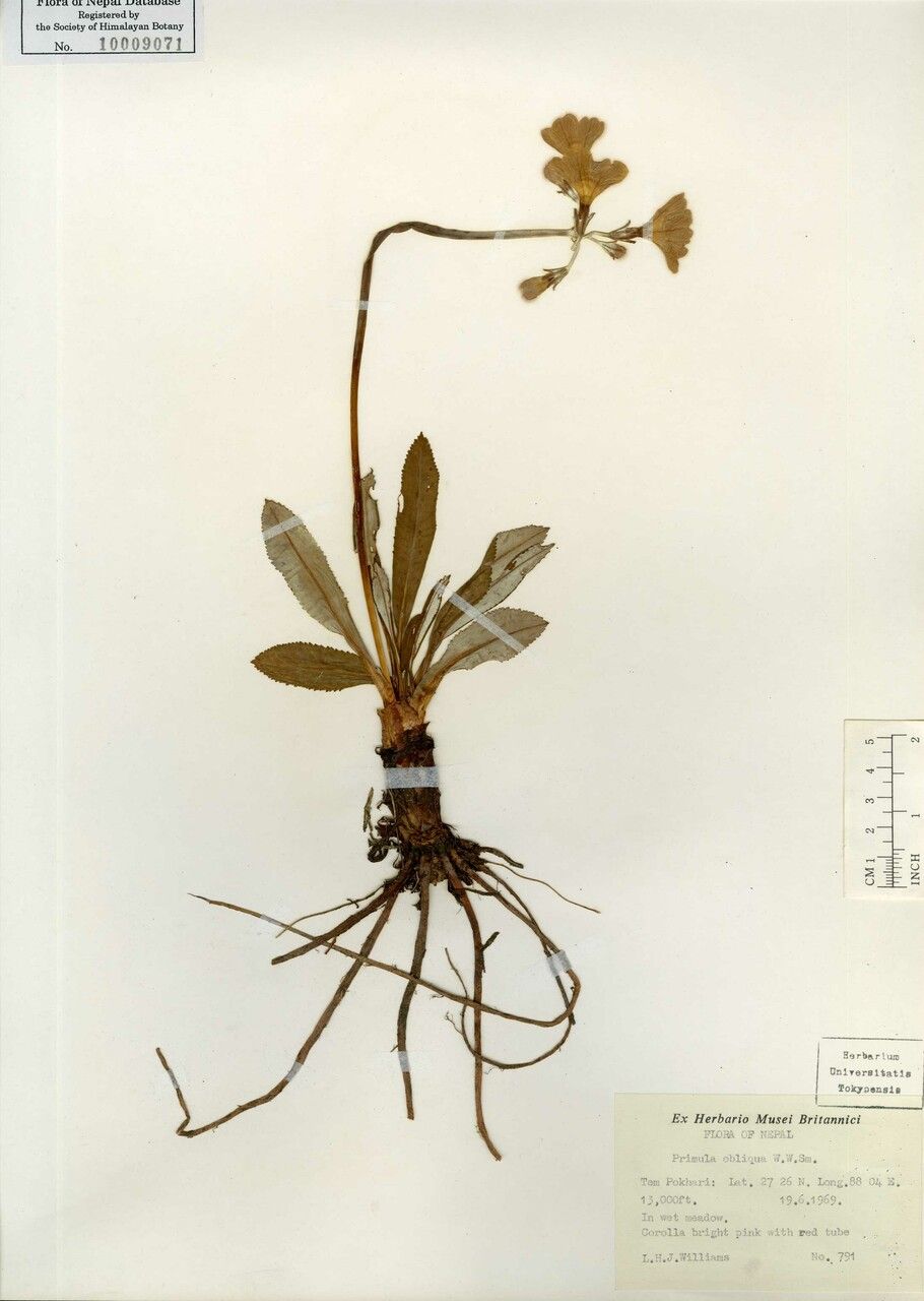 Primula obliqua other