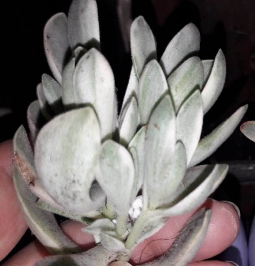 Crassula swaziensis — houseplant care guide