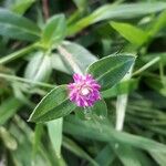Gomphrena globosa