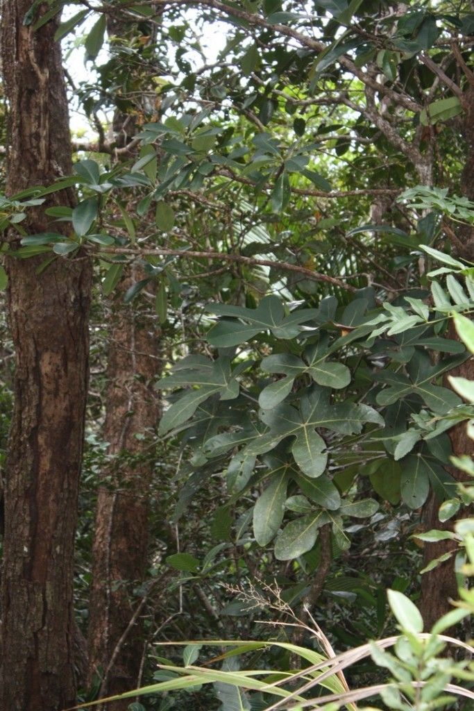 Acropogon francii — houseplant care guide